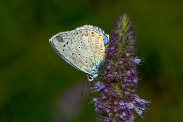 Macro shots, Beautiful nature scene. Closeup beautiful butterfly sitting on the flower in a summer garden.