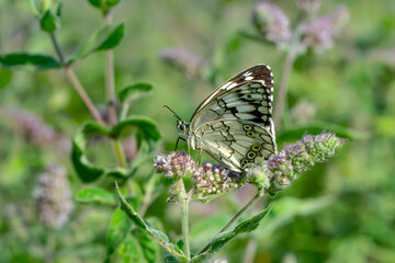 Macro shots, Beautiful nature scene. Closeup beautiful butterfly sitting on the flower in a summer garden.