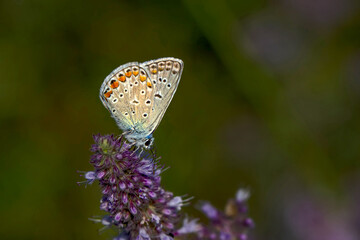 Macro shots, Beautiful nature scene. Closeup beautiful butterfly sitting on the flower in a summer garden.