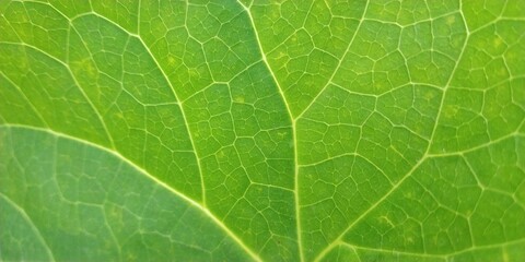 Green Leaf