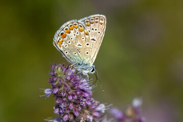 Macro shots, Beautiful nature scene. Closeup beautiful butterfly sitting on the flower in a summer garden.