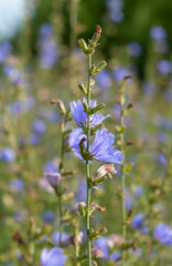Delicate blue chicory flowers against a blurry background of wild thickets of chicory.