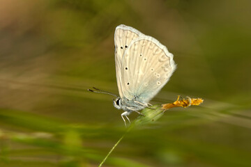 Macro shots, Beautiful nature scene. Closeup beautiful butterfly sitting on the flower in a summer garden.