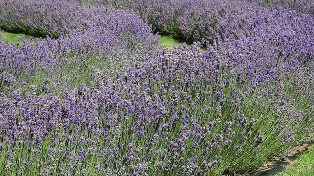 Lavender row - New Zealand