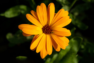 Aphid On Yellow Flower In Summer Garden