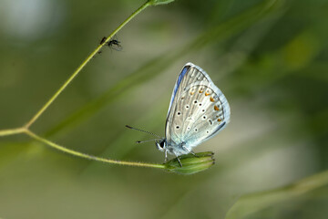 Macro shots, Beautiful nature scene. Closeup beautiful butterfly sitting on the flower in a summer garden.