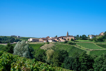 Fototapeta na wymiar Paysage de vignoble du Beaujolais avec le village de Saint-Véran en été