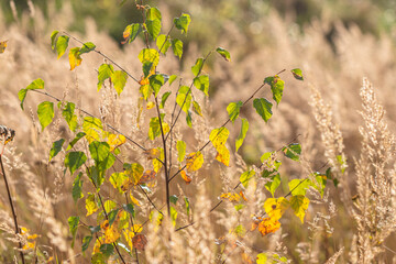 A field in autumn light