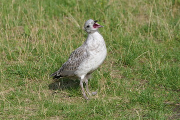 Sturmmöwe Jungvogel