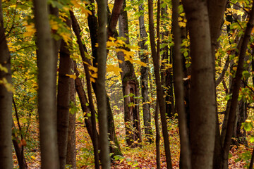 Path in the autumn forest