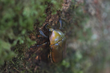 銅色のカナブン