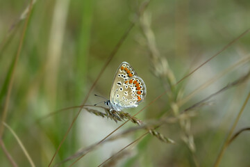 Macro shots, Beautiful nature scene. Closeup beautiful butterfly sitting on the flower in a summer garden.