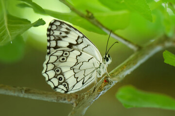 Fototapeta premium Macro shots, Beautiful nature scene. Closeup beautiful butterfly sitting on the flower in a summer garden.