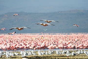 Great white pelican flying over Lake Nakuru , Kenya, Africa