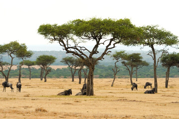 Obraz premium Blue wildebeest and Acacia tree, Masai Mara National Reserve , Kenya , Africa