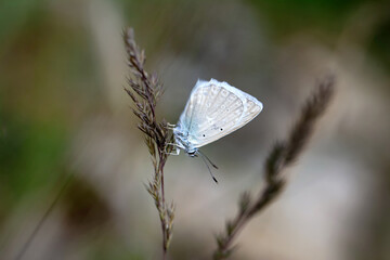 Macro shots, Beautiful nature scene. Closeup beautiful butterfly sitting on the flower in a summer garden.