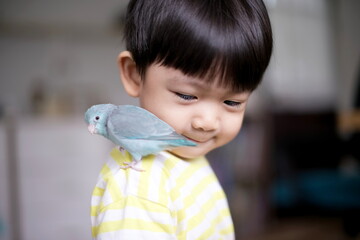 Happy little asian boy and blue bird parrot on his shoulder : close up