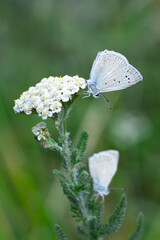 Macro shots, Beautiful nature scene. Closeup beautiful butterfly sitting on the flower in a summer...