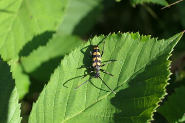 Vierbindiger Schmalbock