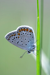 Macro shots, Beautiful nature scene. Closeup beautiful butterfly sitting on the flower in a summer garden.