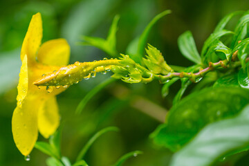 Raindrops on golden trumpet (Allamanda cathartica) flower, Vietnam, Muine