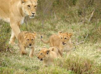 Lion with cubs, lioness with baby lions in the wilderness, Maasai Mara, Kenya, Africa
