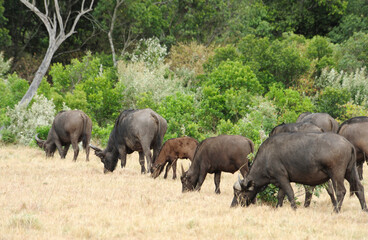 Fototapeta premium African Buffalo standing at Serengeti National Park , Wildlife scene from Africa nature 