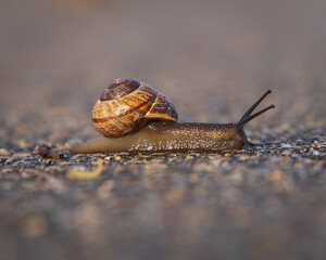 Closeup of land snail (arianta arbustorum) on asphalt path