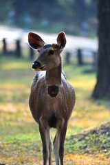 Wild deer in Khao Yai national park Thailand