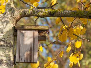 Eurasian tree sparrow perched on the wooden birdhouse set on aspen tree on sunny autumn days. Yellow leaves in the background