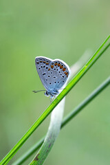 Macro shots, Beautiful nature scene. Closeup beautiful butterfly sitting on the flower in a summer garden.