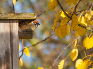 Eurasian tree sparrow perched on the wooden birdhouse set on aspen tree on sunny autumn days....