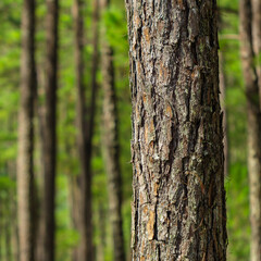 Pine trees with needles in the pine forest, Dalat