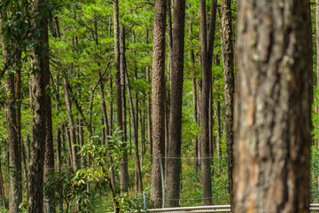 Pine trees with needles in the pine forest, Dalat
