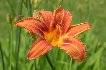 Orange lily flower in summer 