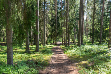 Path in Swedish forest