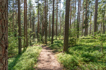 Summer in Swedish forest