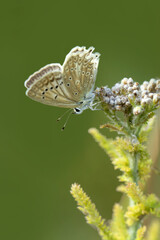 Macro shots, Beautiful nature scene. Closeup beautiful butterfly sitting on the flower in a summer...