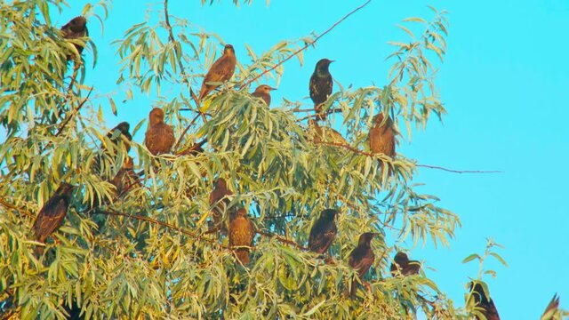 Wildlife Europe birds: Flock of starlings on tree