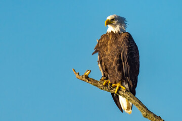 Perched Adult Bald Eagle