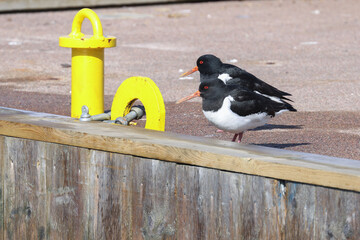 Eurasian oystercatcher