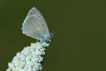 Macro shots, Beautiful nature scene. Closeup beautiful butterfly sitting on the flower in a summer garden.