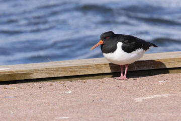 Eurasian oystercatcher
