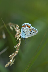 Macro shots, Beautiful nature scene. Closeup beautiful butterfly sitting on the flower in a summer garden.