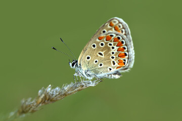 Macro shots, Beautiful nature scene. Closeup beautiful butterfly sitting on the flower in a summer garden.