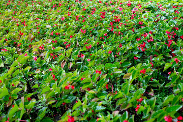 Plantation for the cultivation of decorative red flowers for flower beds in parks