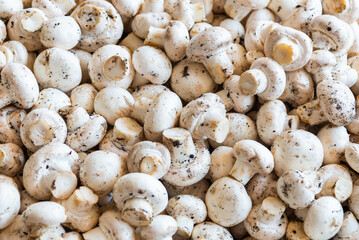 ANTALYA, TURKEY: Sale of mushrooms in a street market. Grocery traditional Turkish bazaar in Antalya.