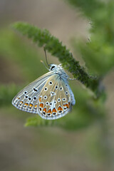 Macro shots, Beautiful nature scene. Closeup beautiful butterfly sitting on the flower in a summer garden.