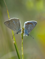 Macro shots, Beautiful nature scene. Closeup beautiful butterfly sitting on the flower in a summer garden.