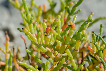 Background from green branches of salicornia plants.
